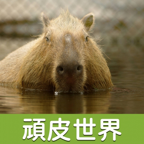 頑皮世界野生動物園